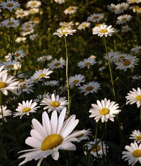 PUSHING UP THE DAISIES