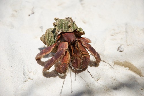 Hermit crab! 