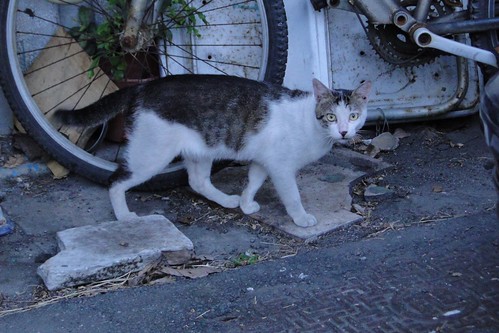 Stray cat wandering at someone's frontdoor