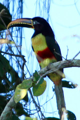 Rurrenabaque - Amazonia Bolivia
