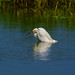 Snowy Egret,  Egretta thula 