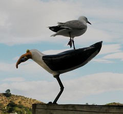 Sea gull sitting on a fake sea gull