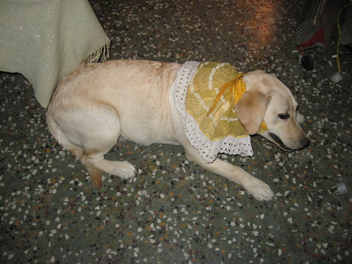 yellow Labrador Retriever