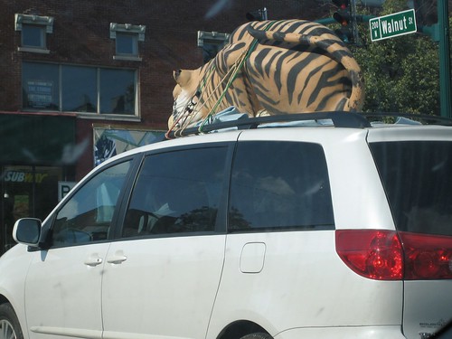 100804. transporting tiger, as spotted on walnut street.