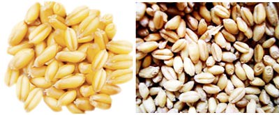 小麥,小麥胚芽,小麥芽,小麥草,小麥草汁,生機飲食,增強記憶,幫助睡眠,馨舞極,美容spa
