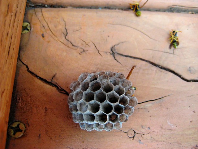 2010-08-10 wasps 003