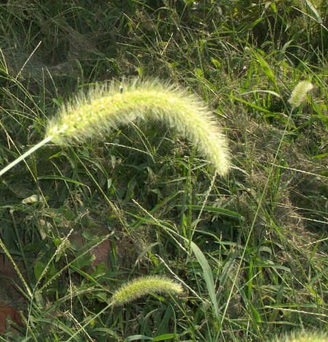 Grass Blossom Nodding