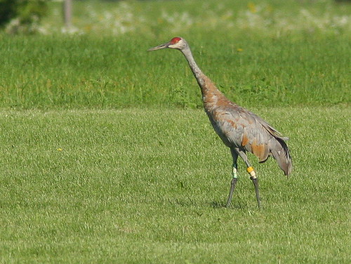 Sandhill Crane with Yellow-White-Silver on left leg 20100815