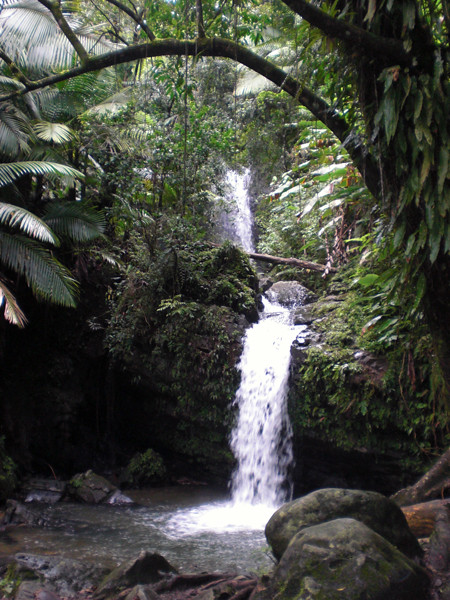 rainforestfall