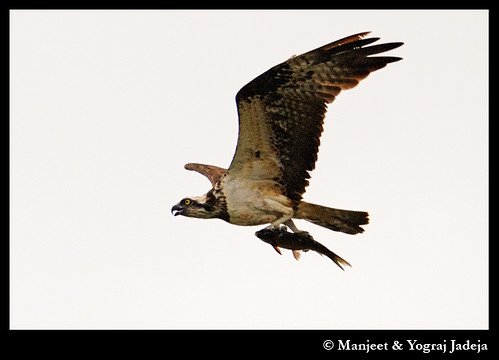 Osprey (Pandion haliaetus) flying with 
fish