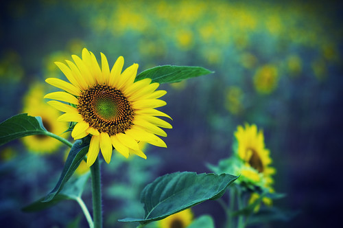 フリー写真素材|花・植物|キク科|向日葵・ヒマワリ|黄色の花|