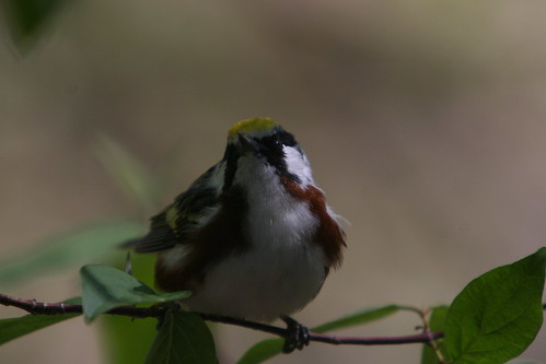 Chestnut-sided Warbler (Dendroica pennsylvanica) - Magee Marsh, OH, USA