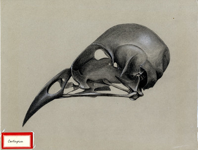 Cactospiza skull. 1961.