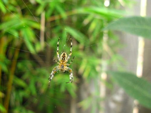 I seem to have a dozen of these spiders right now. Strangely, they don't bother me. I'm otherwise quite arachnophobic.