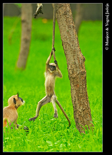 Juvenile Hanuman langur playing