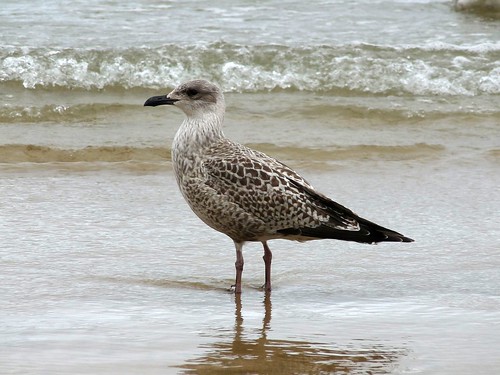22274 - Immature Gull, Newquay Beach