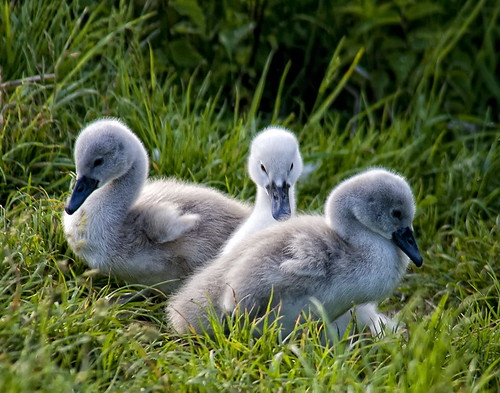 Small swans