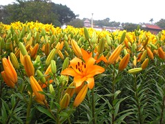 Lily_Orange Color (地景花海區)