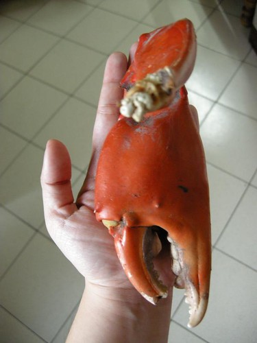 huge crab