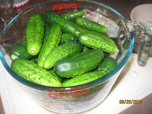 fermented sour pickles 005