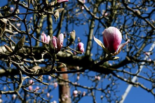 Saturday: Blue Skies! Magnolia!