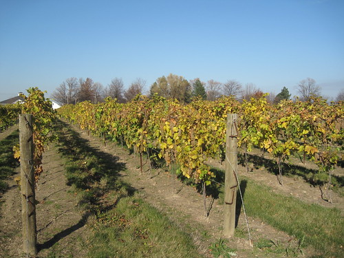 Late autumn in the Niagara Wine Region - Canada