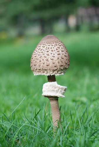 suur sirmik/grey singer (parasol mushroom)