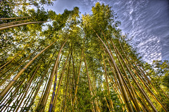 The+Bamboo+Forest+and+some+great+Twitter+Lists+to+follow