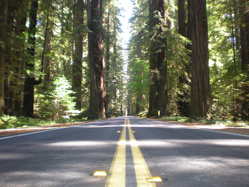 Road in Redwoods