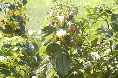 Lovely Raspberries <a style="margin-left:10px; font-size:0.8em;" href="http://www.flickr.com/photos/91915217@N00/4994640497/" target="_blank">@flickr</a>