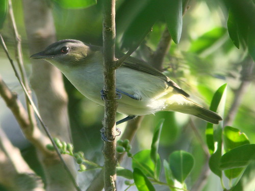 Red-eyed Vireo 20100916