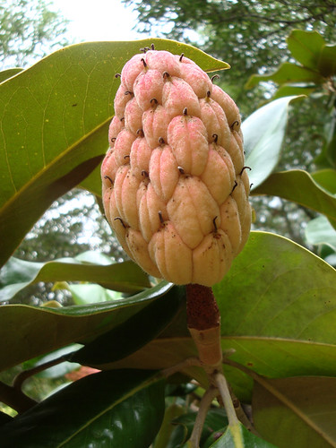 magnolia_fruit