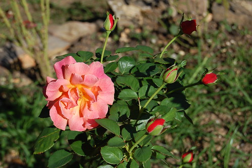 Rose and buds