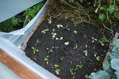 ripped cold frame 2