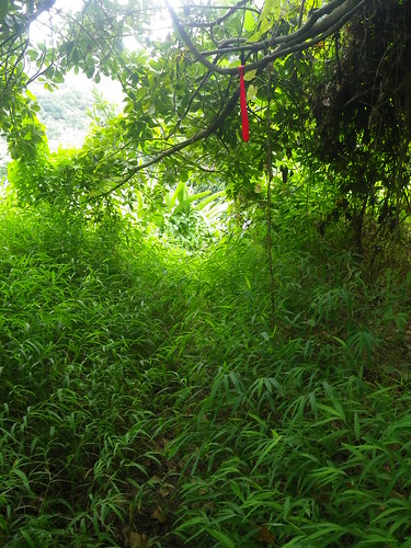 5/10/2010 Jungle Trail Run