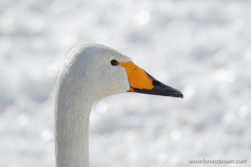 Hokkaido, Japan, Nature Photography, Workshop, Winter, Wildlife, Swan