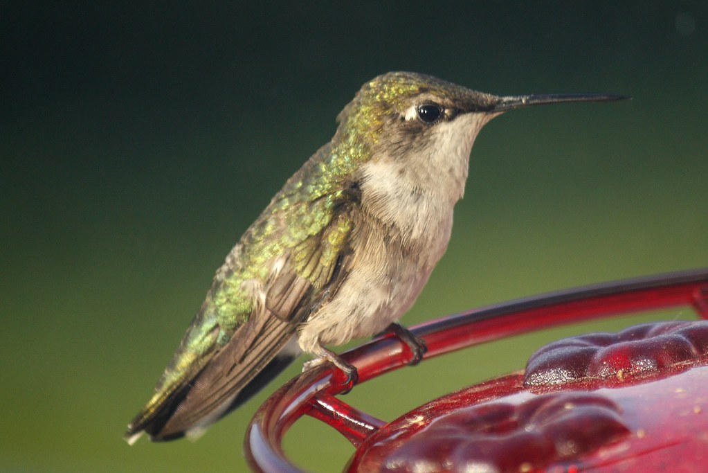 Ruby-throated hummingbird (15)