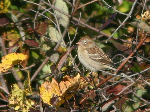 Field Sparrow 20101021