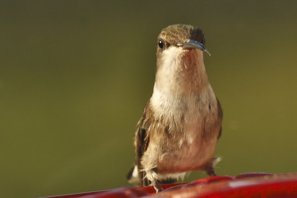 Ruby-throated hummingbird (female) (5)