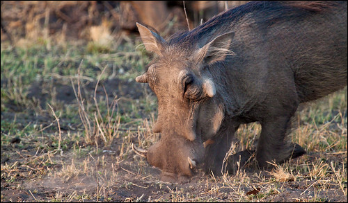 common warthog. Common Warthog Feeding - Phacochoerus africanus