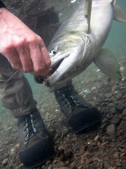 Fishing for chum salmon