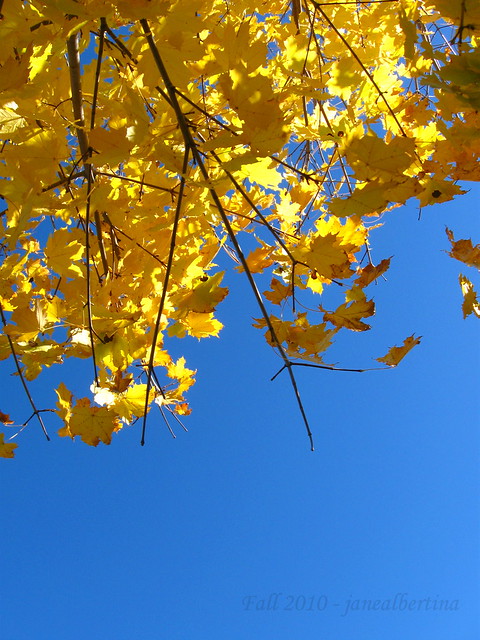 Under Yellow Leaves