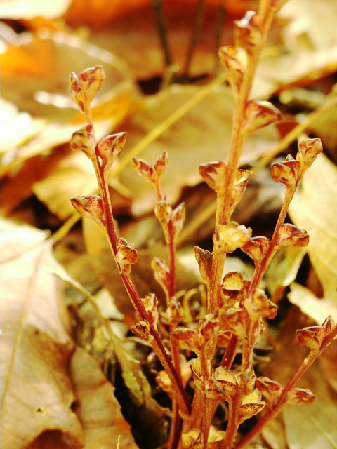 coralroot2
