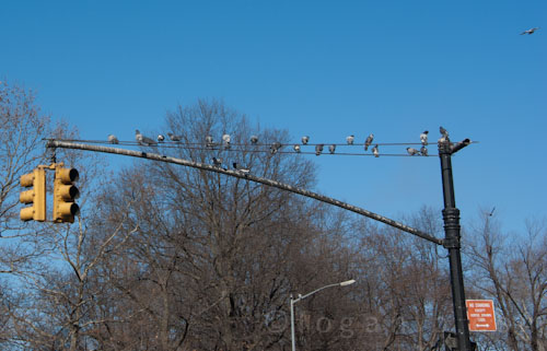 Birds on a wire; pigeons on a streetlight, NYC