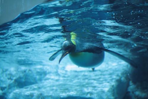 Swimming Penguin