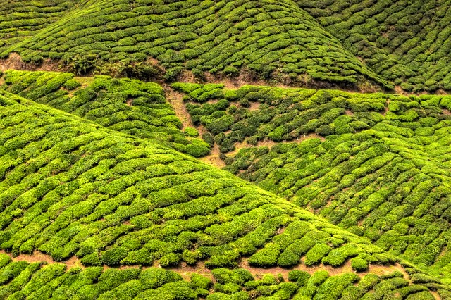 BOH Tea Plantation - Cameron Highlands, Malaysia