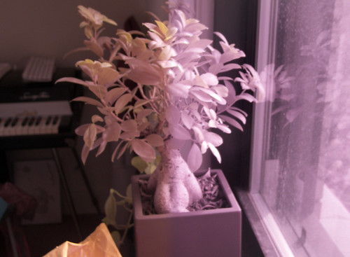 Bonzai in visible and infrared