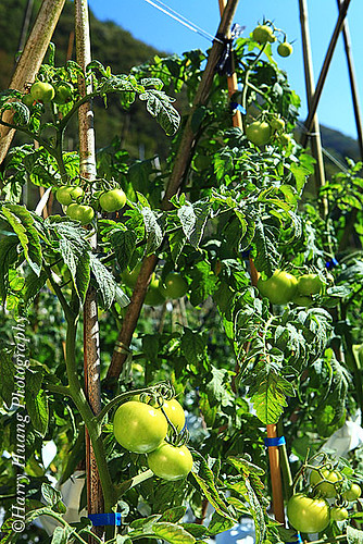 3_MG_2985-Tomato, Fruit, Vegetable, Food, Plant, Garden, Farm, Taiwan 番茄-西紅柿-水果-果實-食物-菜園-農業-農作物-農場