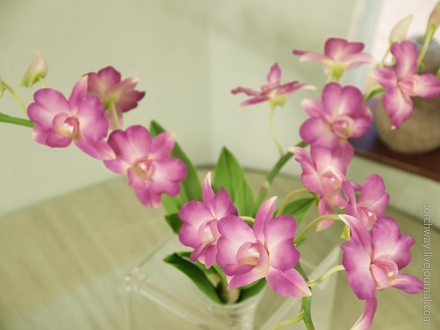 Орхидеи Dendrobium OrchidDendrobium-5.jpg