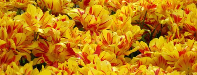 Maravillosos tulipanes en Holanda